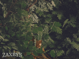 Buffalo Wing Forest GIF by Zaxby's