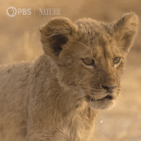 Big Cat Lion GIF by Nature on PBS