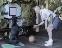 Dog Basketball GIF
