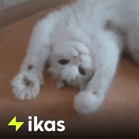 Kitty Flirting GIF by ikas