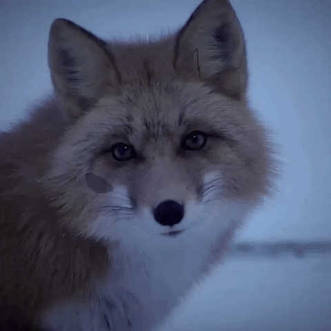 Staring Season 8 GIF by National Geographic Channel
