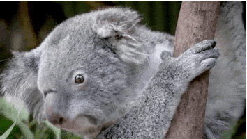 koala suffer GIF