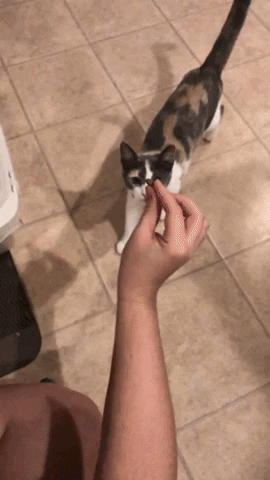 Tim Pettigrew GIF