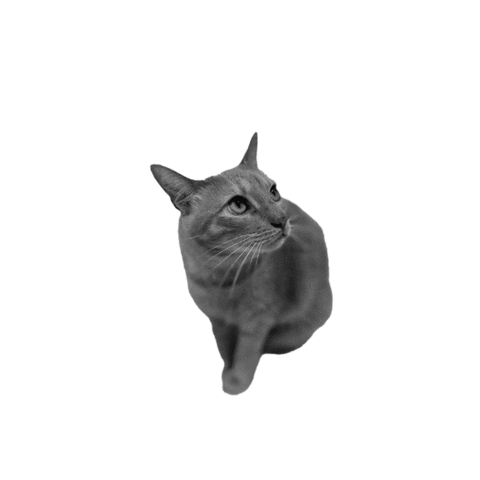 Oats Digital Sticker