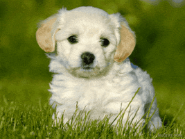 Video gif. Fluffy white puppy sits in the grass looking around like it's a bit lost but not worried about it. Text, "Happy Sunday."