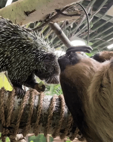 Friends Hanging Out GIF by Valley Zoo Development Society