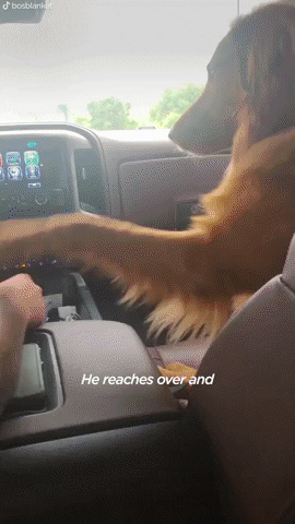 Video gif. A golden dog sits up like a human in the passenger seat of a car as it drives. We see the dog from behind in the back seat, as it reaches its paw over to take the hand of the driver and pulls it close to him. Text, "He reaches over and pulls your hand so that he has it."