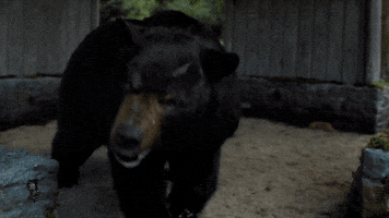 Hungry Chaos GIF by Cocaine Bear