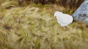 Rooster Dust Bath GIF by TIFF