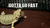inappropriate lizard GIF inappropriate lizard GIF