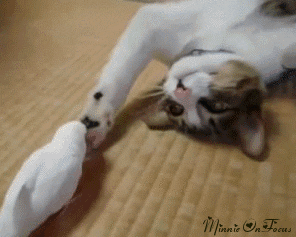 Hilo para poner cosas cuquis Giphy.gif?cid=790b76116679f2fddf78d6e5b07b1018d691c025b74062a7&rid=giphy