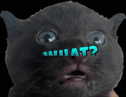 Cat GIF