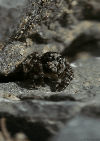jumping spider GIF by Head Like an Orange