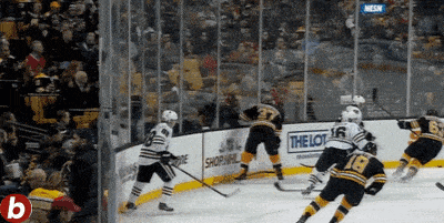 bruins
