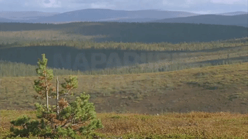 edding-edding  GIF