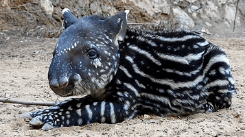 wildlife tapir GIF