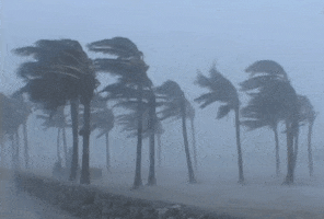 Palm Trees Rain GIF