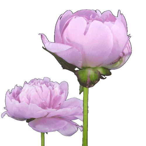 Gmedia Sticker by Zum Tischlerwirt