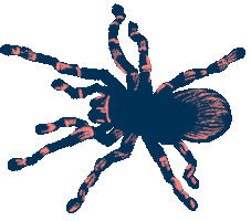 Spider Crawling Sticker