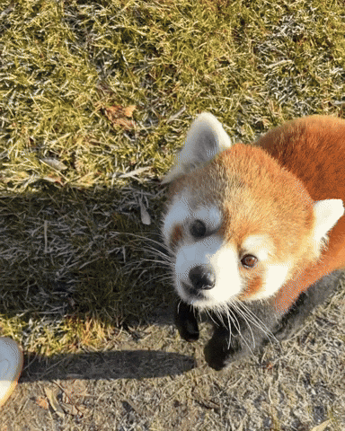 Red Panda GIF by Valley Zoo Development Society