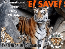 Food Save GIF by The Seed of Life Foundation