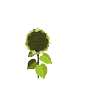 Girasol Igrowth Sticker by Advanta Semillas Argentina
