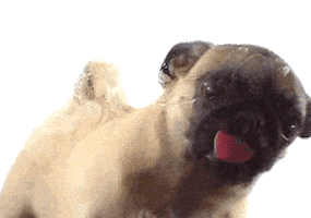 Dog Licking Sticker