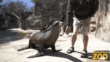 High Five Seal GIF by Brookfield Zoo