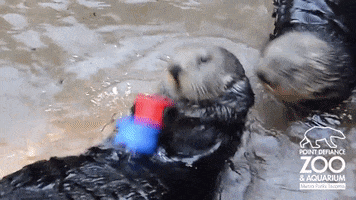 Otter GIF