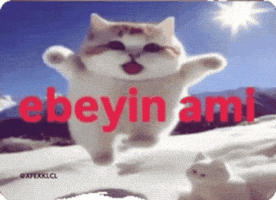 Kedi GIF