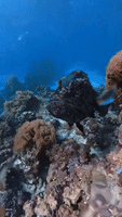 Fish Bite GIFs - Find & Share on GIPHY