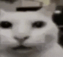 Uncanny Cat GIF