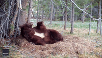 Bear Enjoys Leisurely Wake Up at South Lake Tahoe