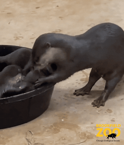 Baby Animals Otter GIF by Brookfield Zoo
