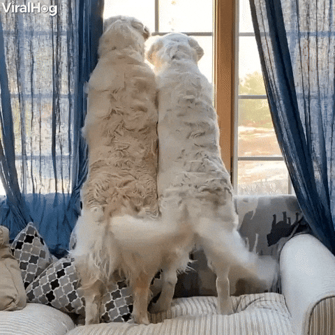 Video gif. Two white dogs stand on their hind legs from a couch to peer out of a window, their tails wagging side to side in unison.