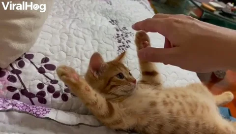 Sleepy Kitten Gets Paw Massage GIF