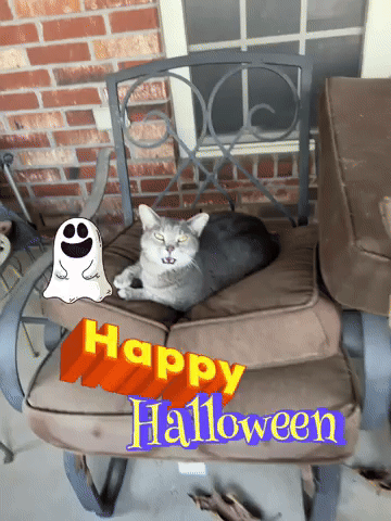 Happy GIF