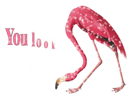 Awesome Flamingo GIF