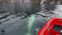 Famous Beluga Whale Greets Carer in Norwegian Fjord