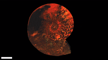 Fossil Ammonite GIF by Imperial College London