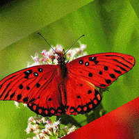 Art Animation GIF by GIU