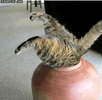 via GIPHY  Funny gif, Funny cat memes, Funny gifs fails