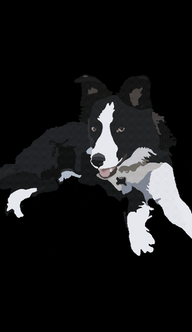 Bordercollie GIF