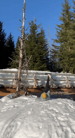 Pocketski GIF by Balerina Films