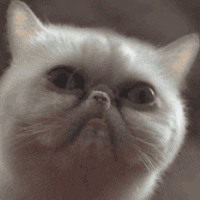Looping gif that zooms in on a flat-nosed cat until its nose becomes a whole new cat.