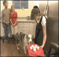 Dog GIF