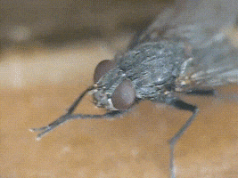 fly plotting GIF