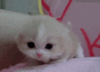 Take A Study Break And Look At Cute Baby Animal GIFs
