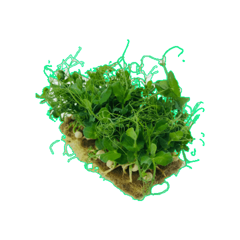 Beleaf_farming Sticker