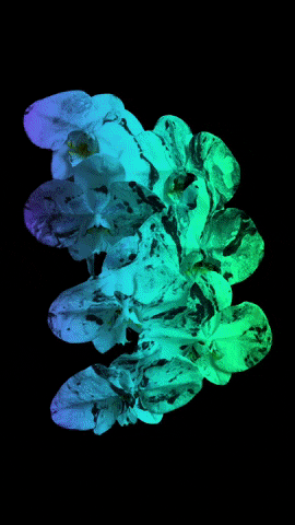 Rainbow Chroma GIF by ACID.FLWRS